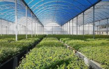 Online Fitoterapi Eğitimi Sertifikası Alınır mı ?